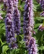Agastache ‘Beelicious Purple’ Anise Hyssop