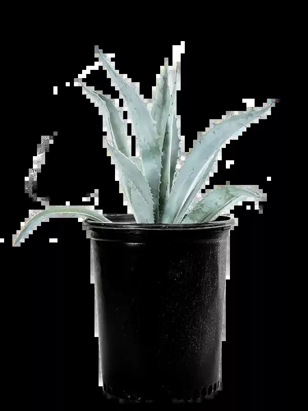 Agave americana – Century Plant