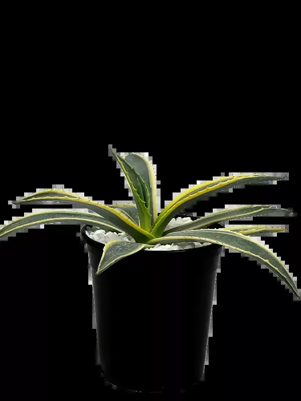 Agave americana marginata – Century Plant Variegated