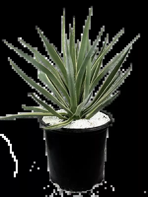 Agave angustifolia v. marginata – Narrow Leaf Agave