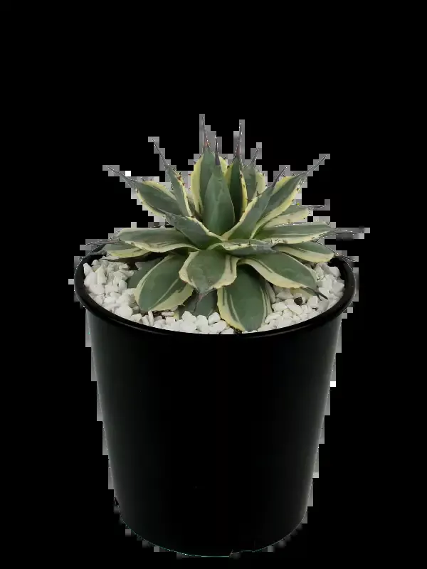 Agave applanata ‘Cream Spike’