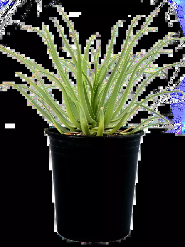 Agave bracteosa – Squid Agave