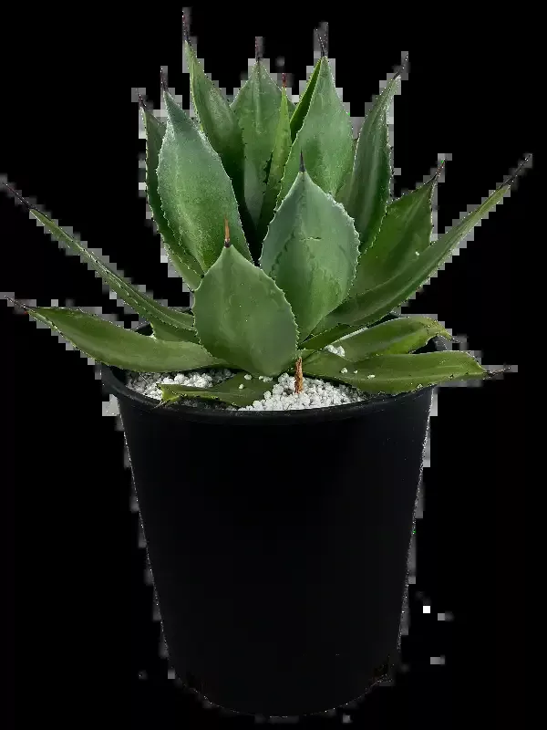 Agave chiapensis