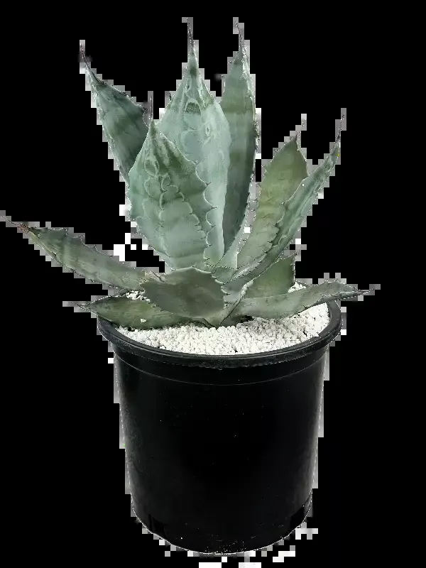 Agave colorata – Mescal Ceniza