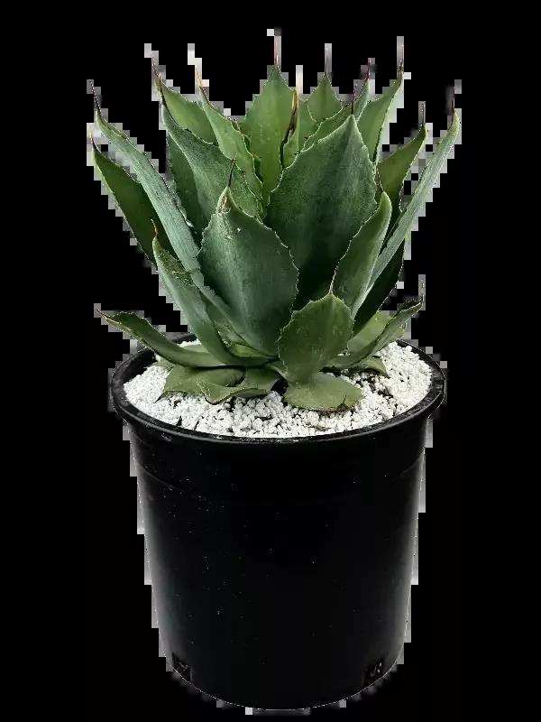 Agave congesta