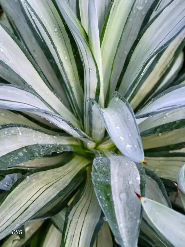 Agave desmettiana ‘Quicksilver’
