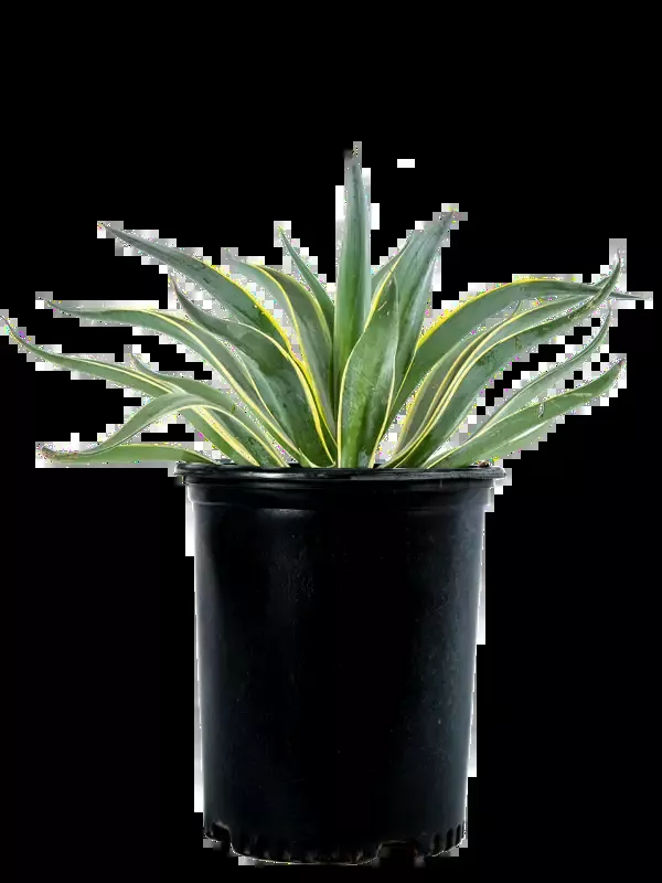 Agave desmettiana ‘Variegata’ – Tropical Agave Variegated
