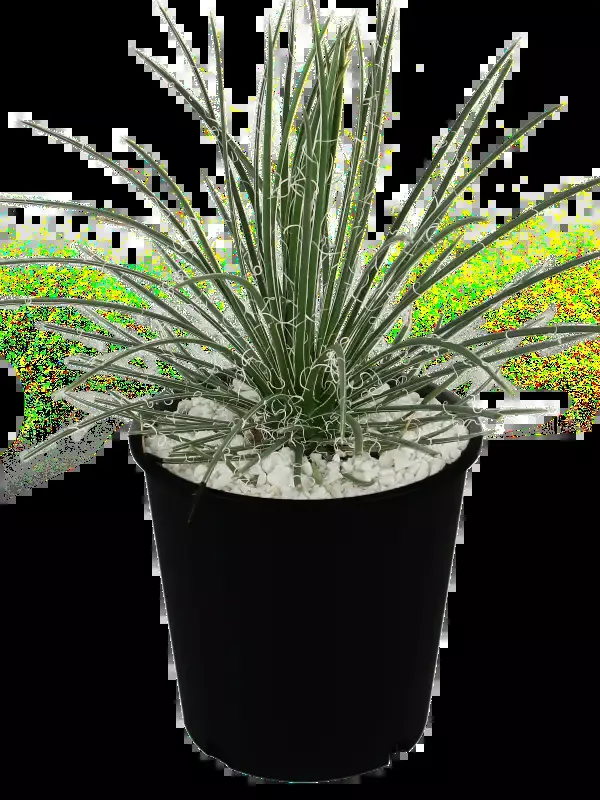 Agave geminiflora – Twin Flowered Agave