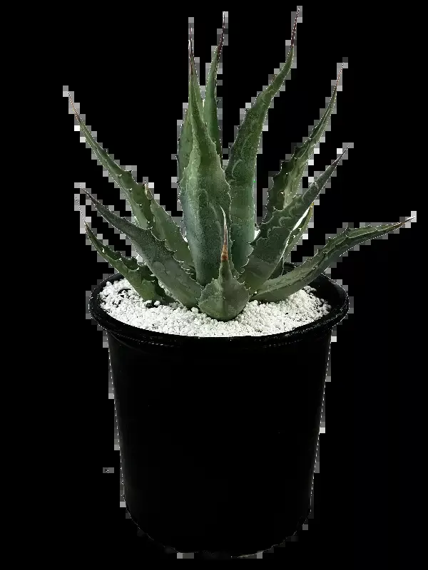 Agave gentryi – Maguey Verde, Hardy Agave