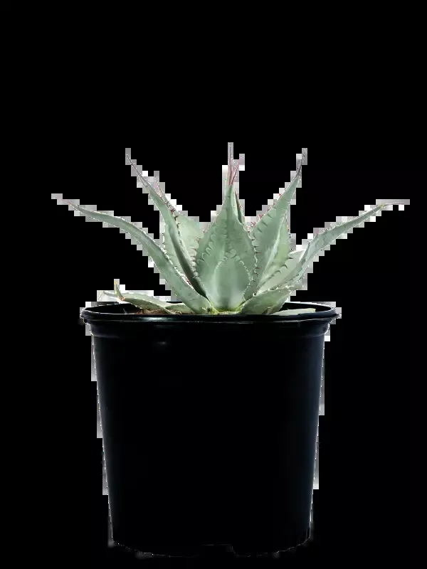 Agave havardiana – Havard Century Plant