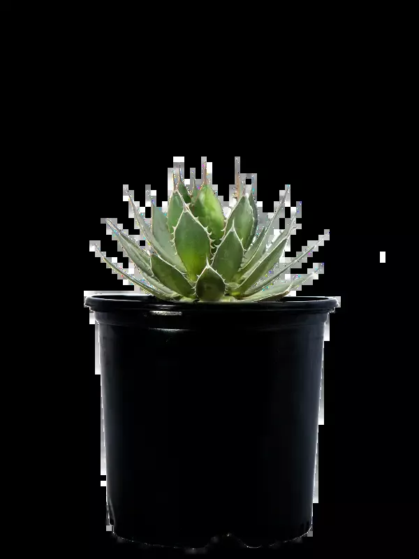 Agave horrida – Mexcalmetl Agave