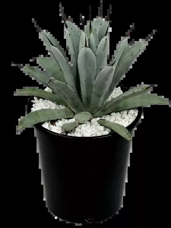 Agave macroacantha – Black spine agave