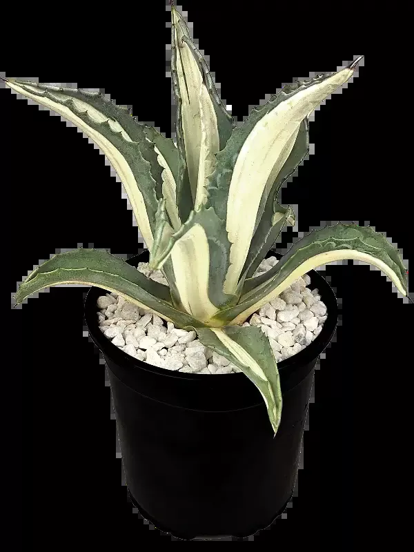 Agave a. medio-picta ‘alba’ – White-Striped Century Plant