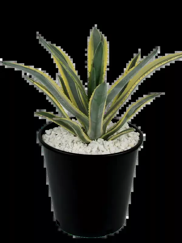Agave murpheyi variegated – Variegated Murphey Agave