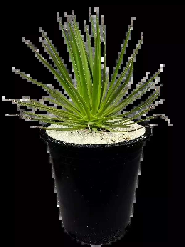 Agave ocahui – Ocahui Century Plant