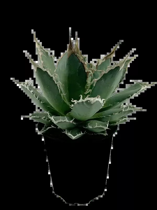 Agave oteroi ‘Oaxaca’