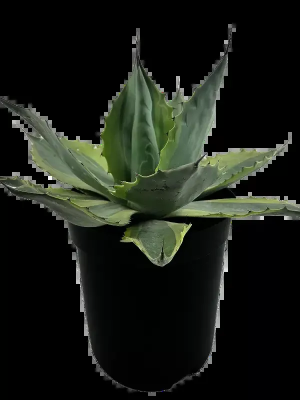 Agave ovatifolia ‘Orca’ – Variegated Whale’s Tongue