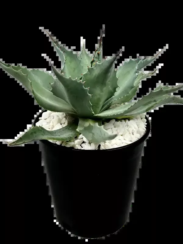 Agave ovatifolia – Whale’s Tongue Agave