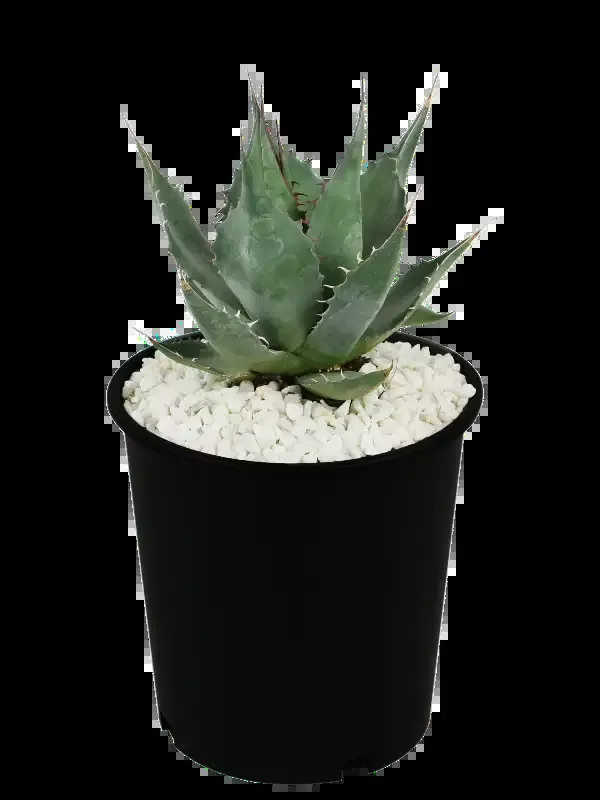 Agave parrasana – Desert Rose Agave