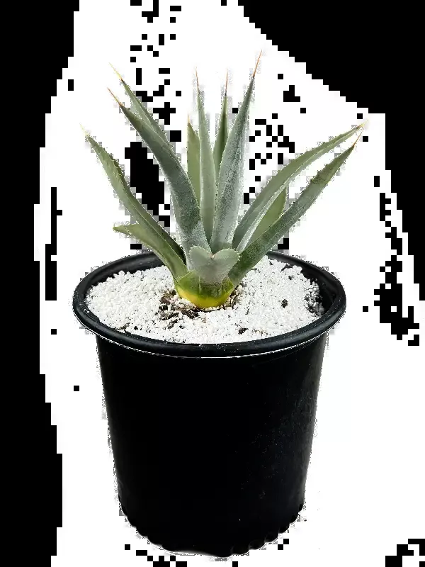 Agave parryi v. couesii