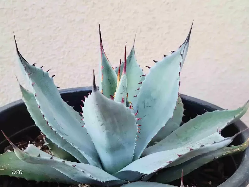 Agave parryi v. huachucensis