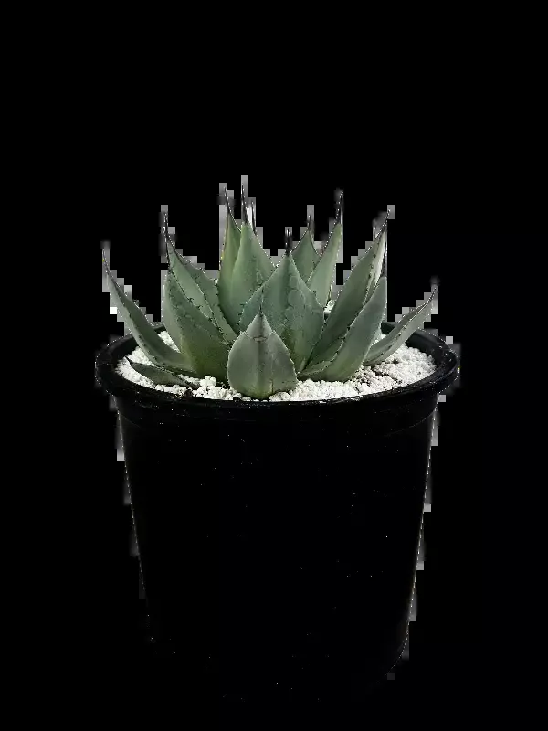 Agave parryi v. neomexicana – New Mexico Agave