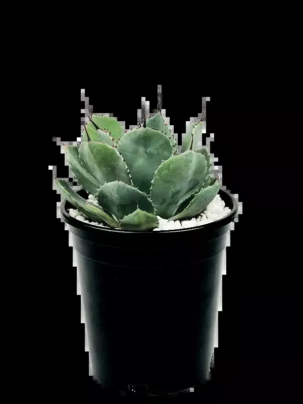 Agave parryi v. truncata – Artichoke Agave