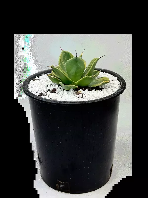 Agave parryi v. truncata ‘Lime Streak’