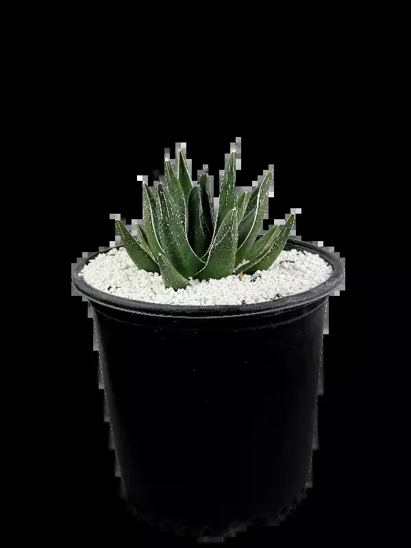 Agave pintilla – Maguey Pintillo