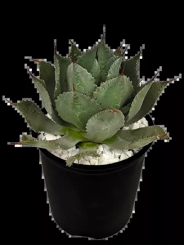 Agave potatorum – Butterfly Agave