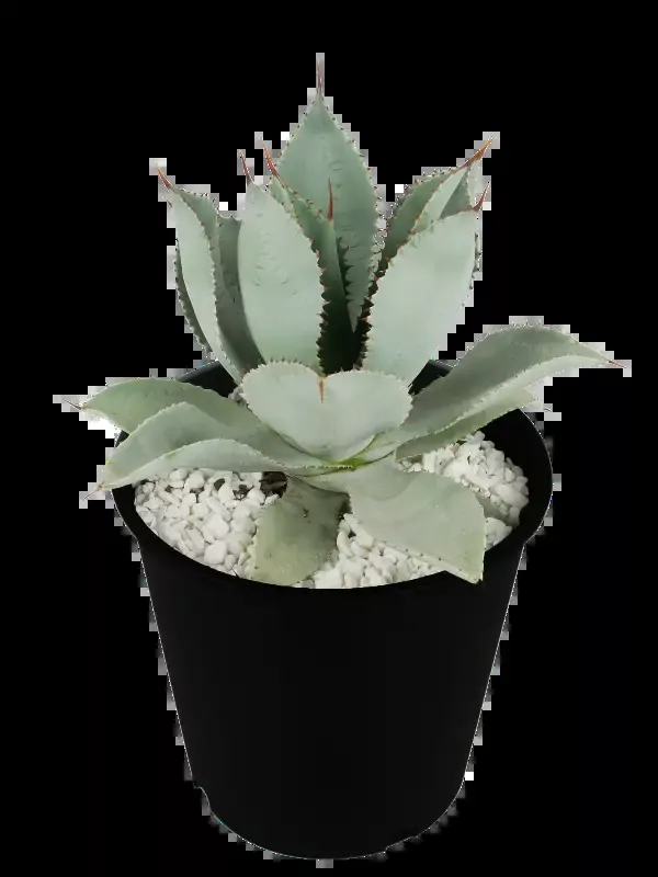 Agave pygmae ‘Dragon Toes’