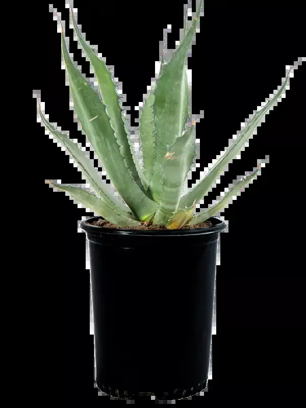Agave salmiana ‘Green Giant’