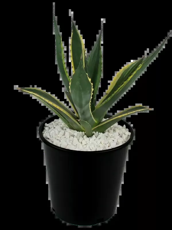 Agave salmiana variegated