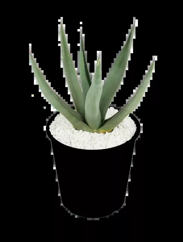 Agave scabra ‘Sharkskin’