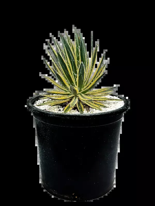 Agave schidigera ‘Royal Flush’