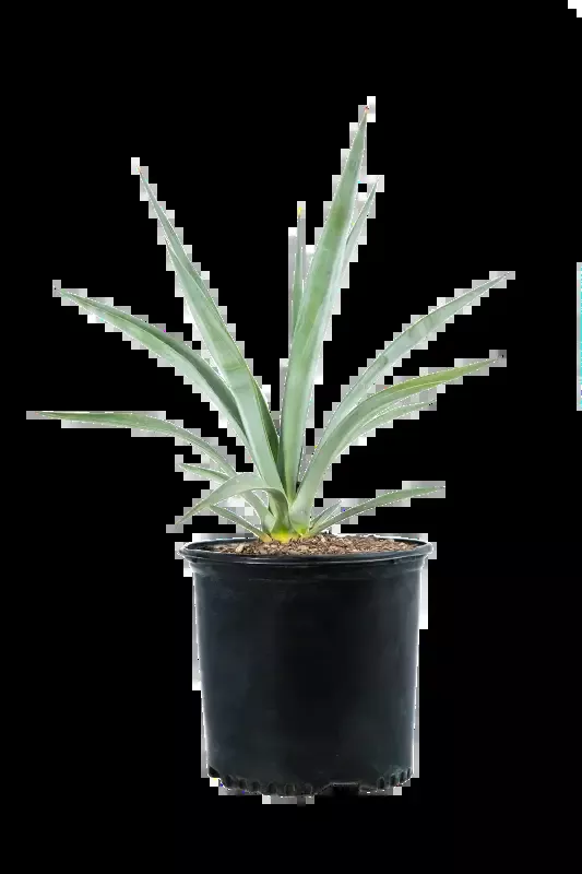 Agave sisalana – Sisal Hemp Agave