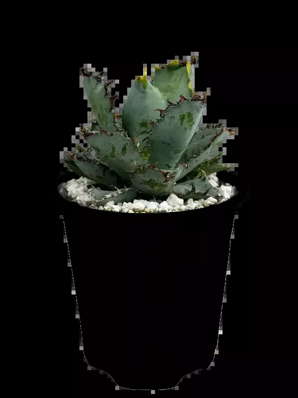 Agave titanota ‘Black and Blue’ – Tiny Spine