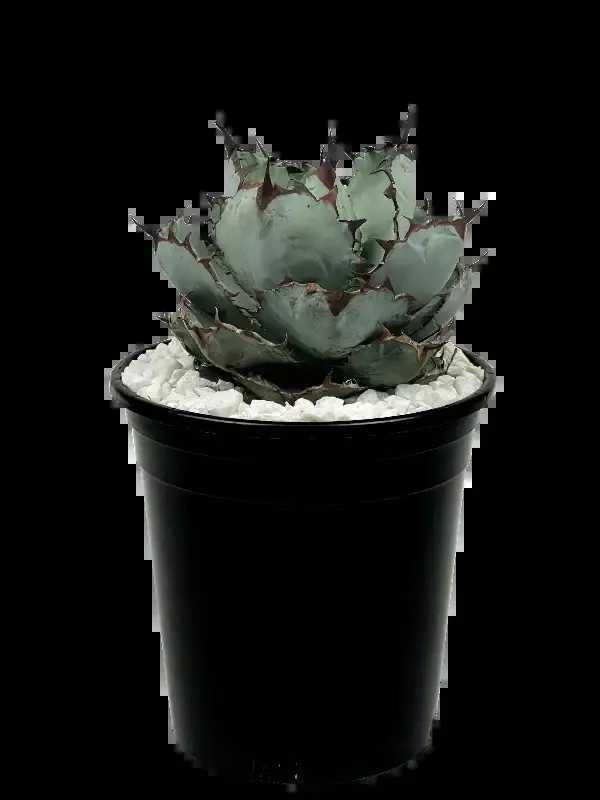 Agave titanota ‘Black and Blue’