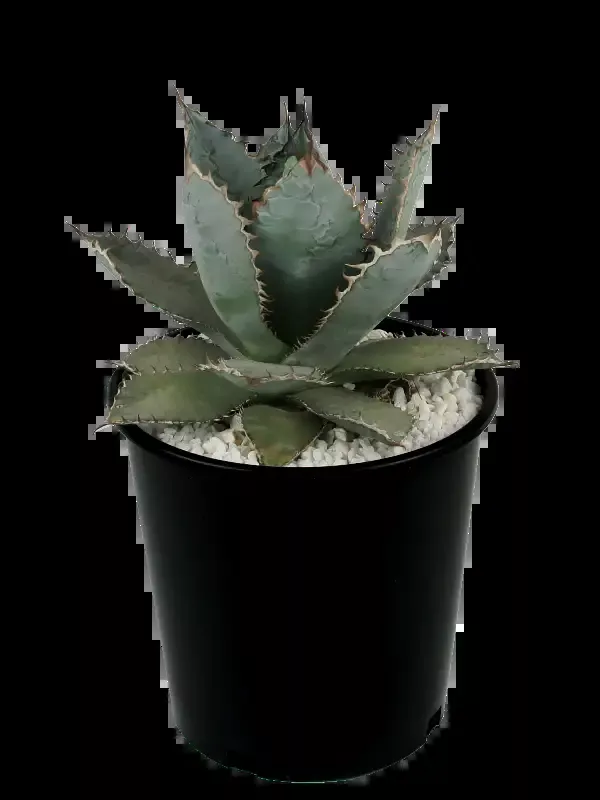 Agave titanota ‘Lions Mane’
