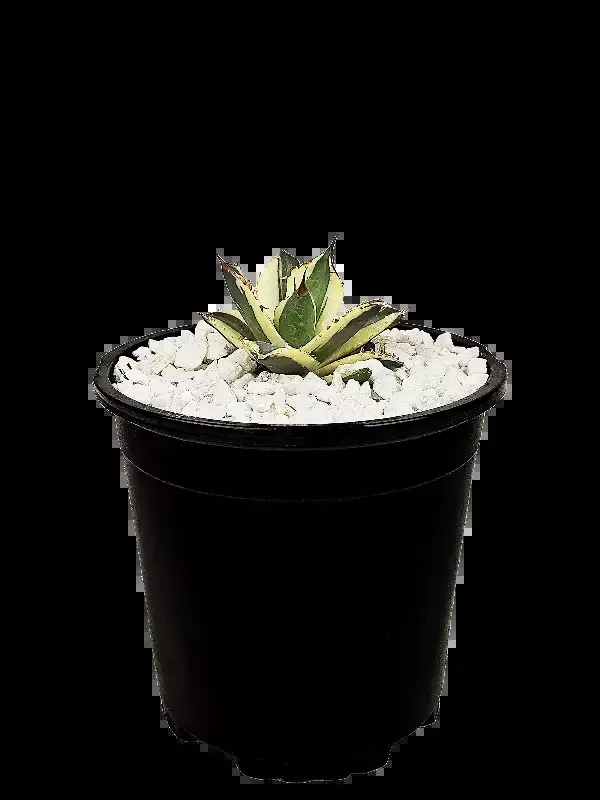 Agave titanota ‘Snaggle Tooth’