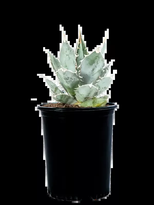 Agave titanota ‘White Ice’