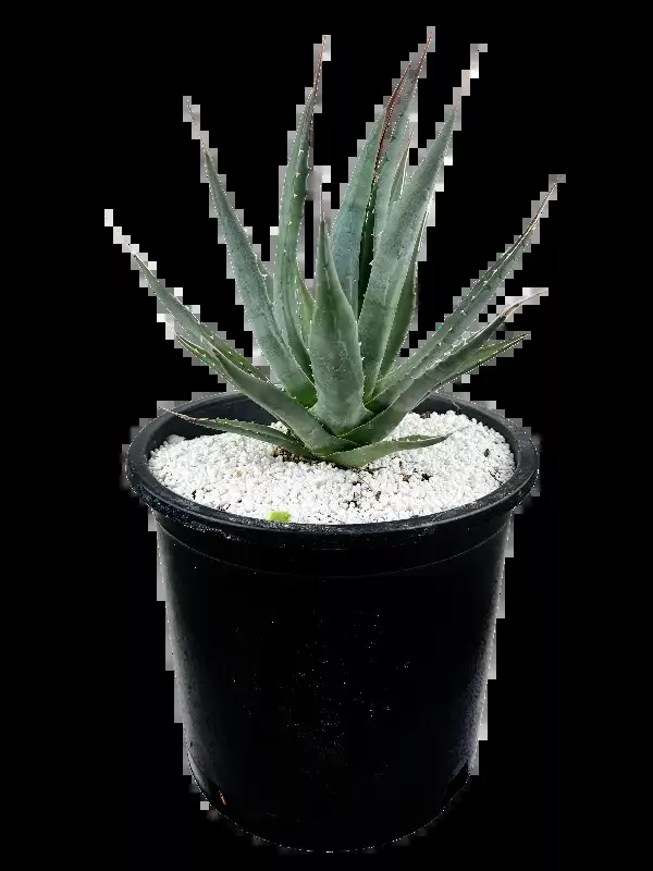 Agave utahensis ssp. kaibabensis