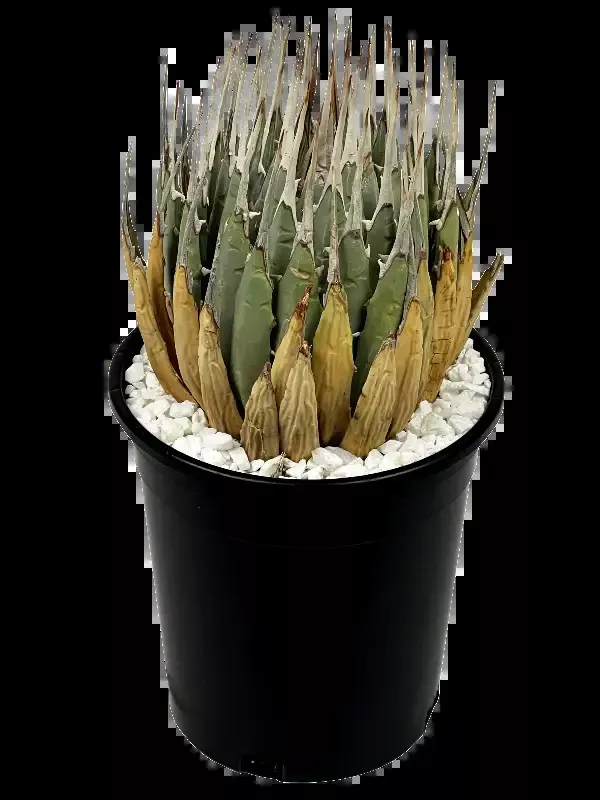 Agave utahensis v. eborispina – Utah Agave