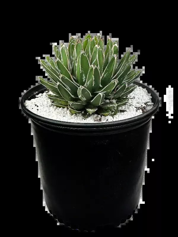 Agave victoriae-reginae compacta – Compact Queen Victoria