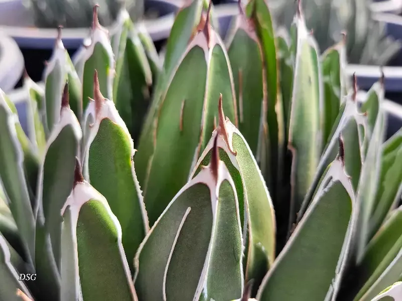 Agave victoriae-reginae – Queen Victoria agave