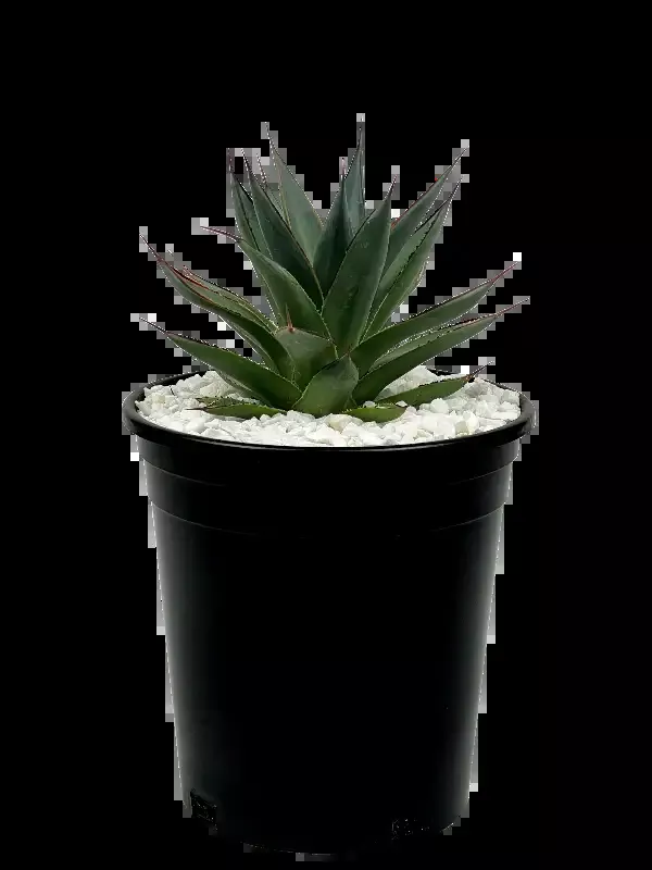 Agave x ‘Blue Glow’