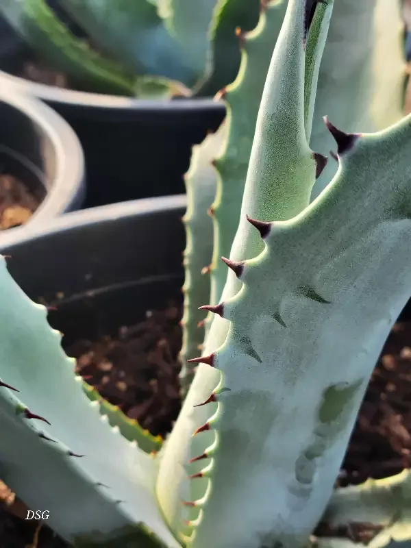 Agave x ‘Marfa Gray’