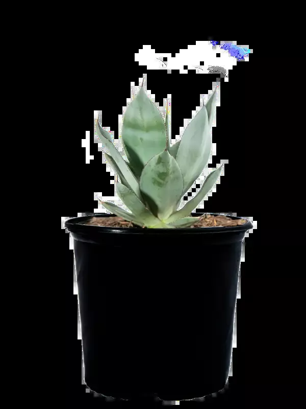 Agave x ‘Nova’