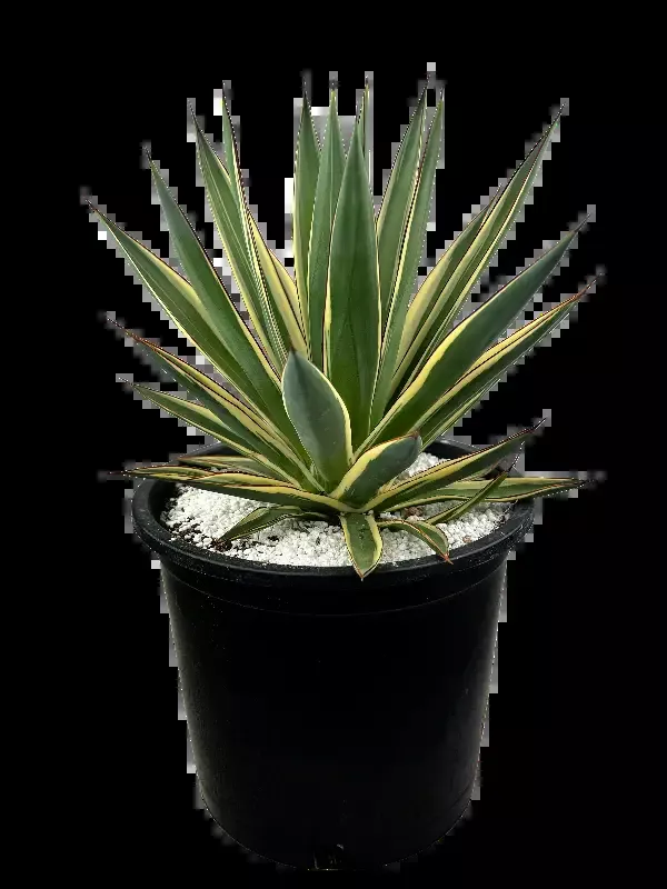 Agave x ‘Snow Glow’
