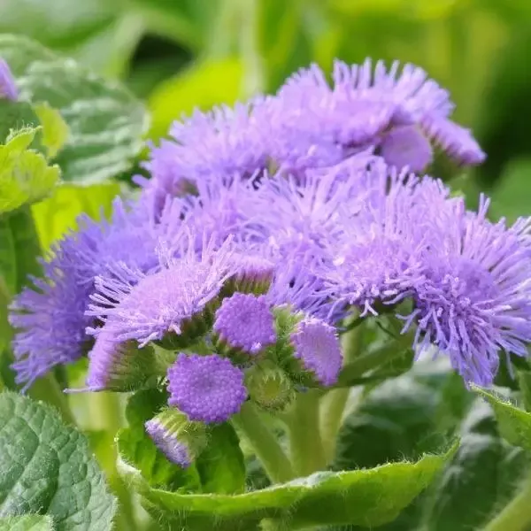 Ageratum Bumble Blue Plants